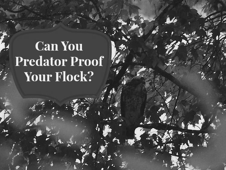 Protect Your Backyard Birds from Predators image 3